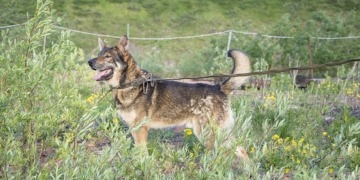 Hundeleinen - Hundehalsbänder - Hundegeschirre