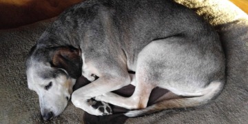 Hundebetten - Hundedecken