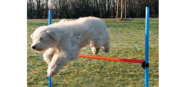 Hunde Agility Sport