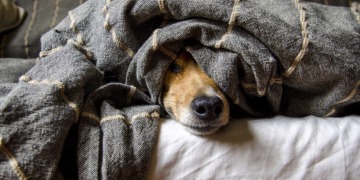 Hundewelt