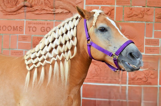 Haut, Haar und Mähne