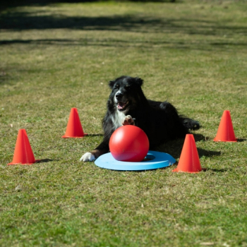 Hundegolf Set - Dog Golf