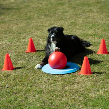 Hundegolf Set - Dog Golf