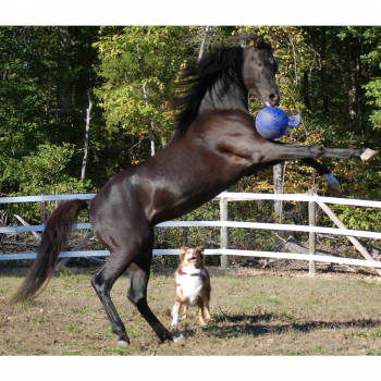 Jolly Ball Blau