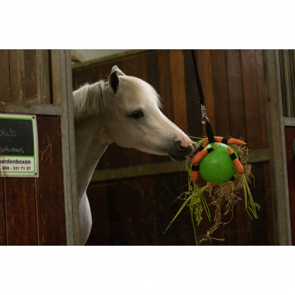 Excellent Horse Fun Play Ball
