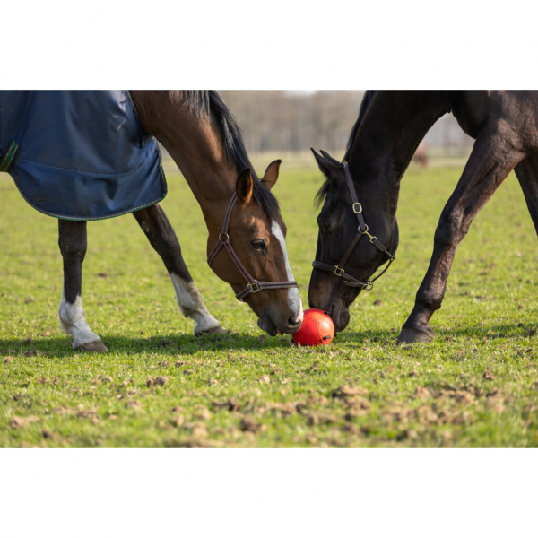 Excellent Horse Fun Play Ball